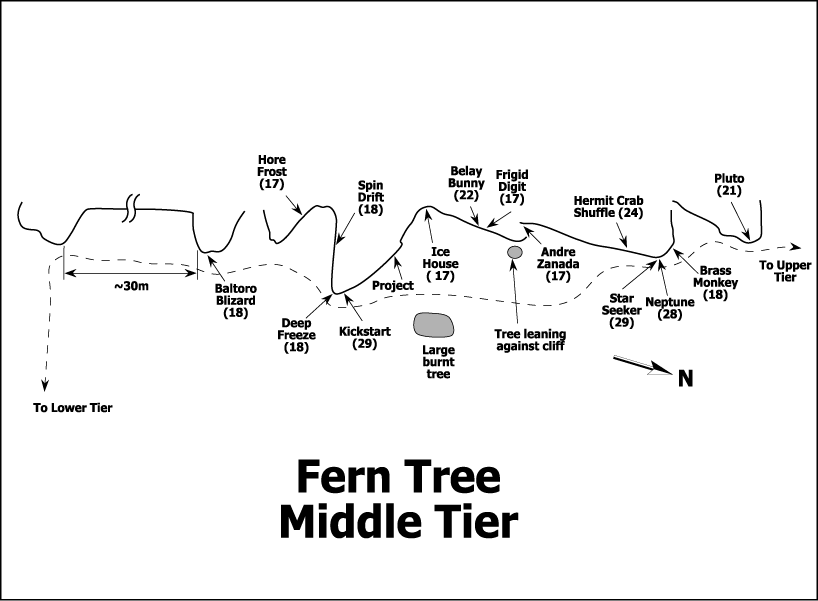 fern tree.png