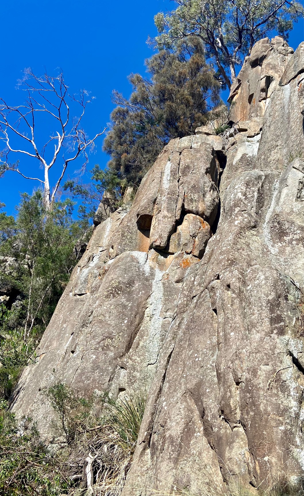 Fruitless Buttress
