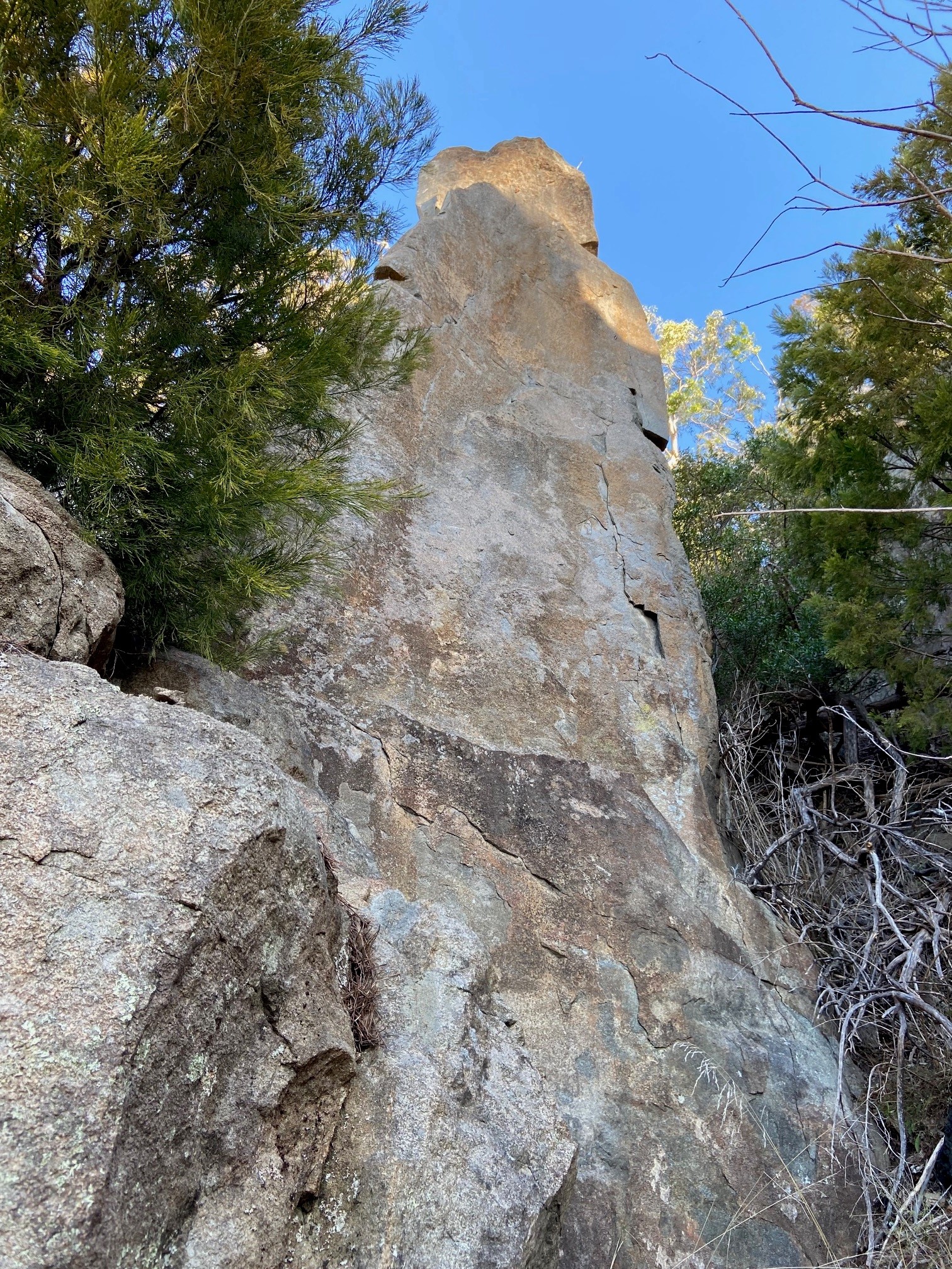 Bonsai Buttress