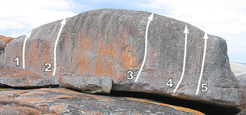 spermWhale.jpg