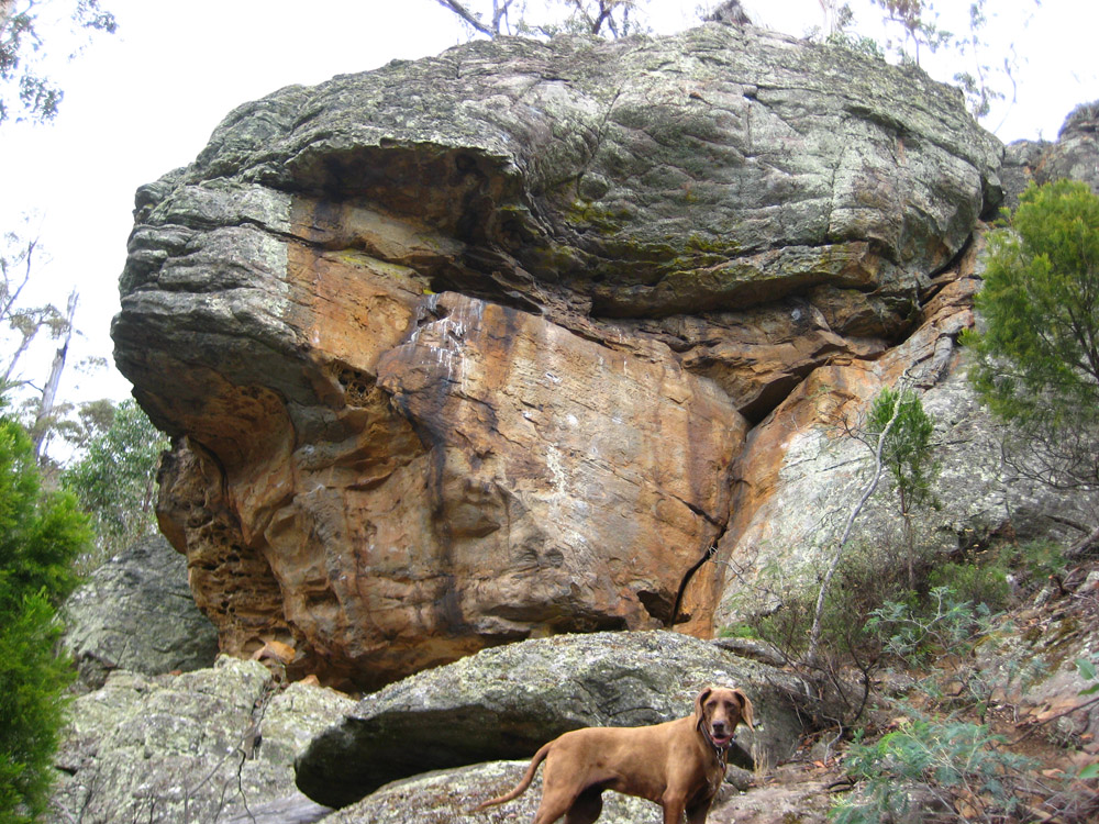 Bonsai Buttress