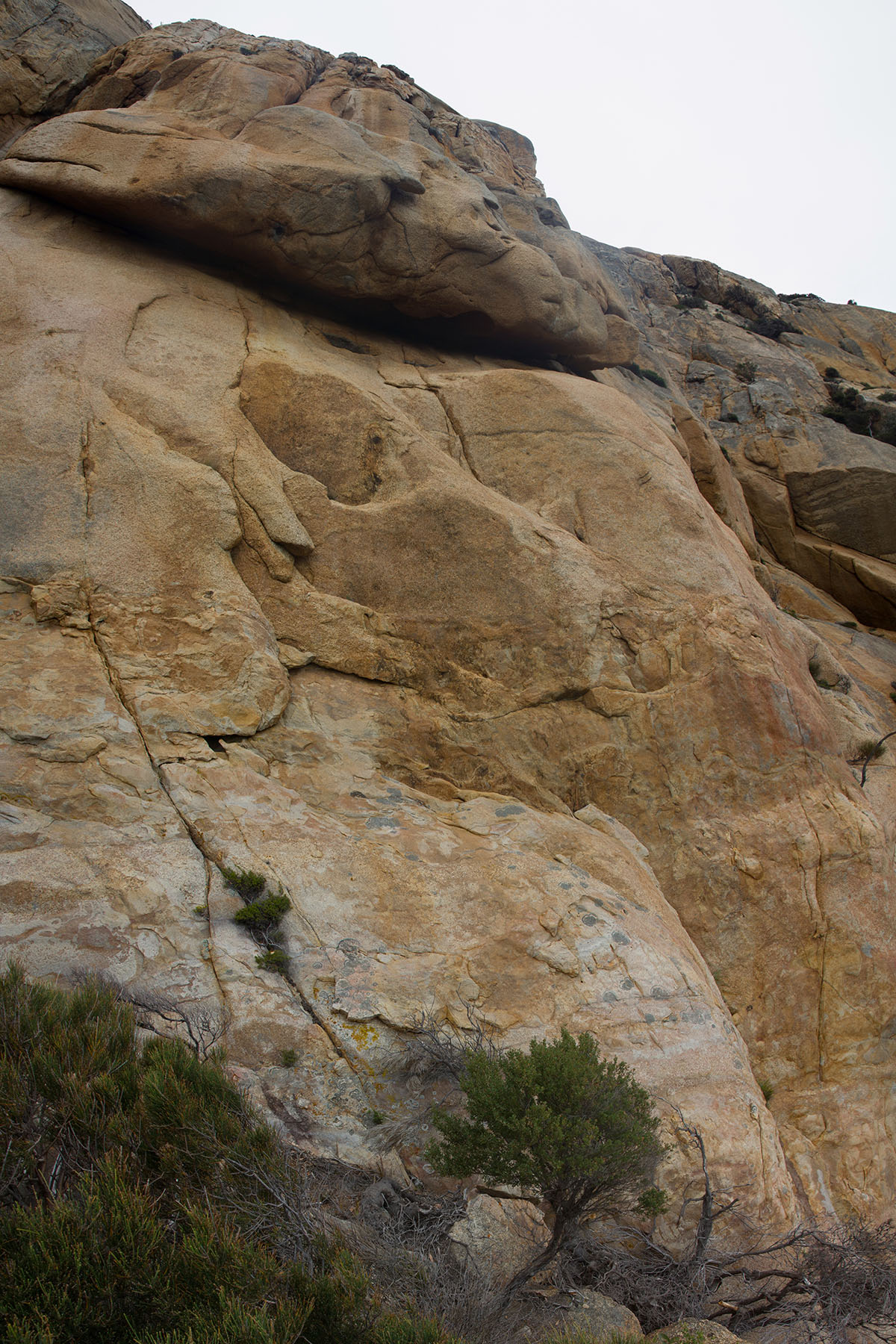 Beagle Buttress