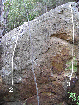 Mt Wellingtonbumblebee1.jpg