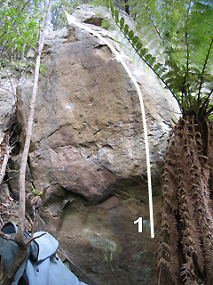 Mt Wellingtonmanfern.jpg