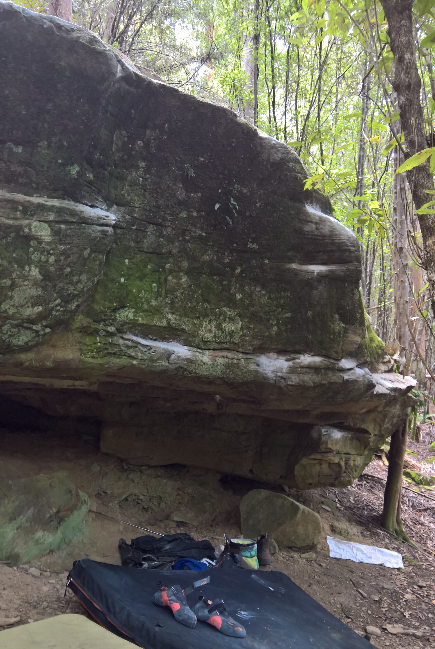 Solitary_boulder_Fern_Tree.jpg