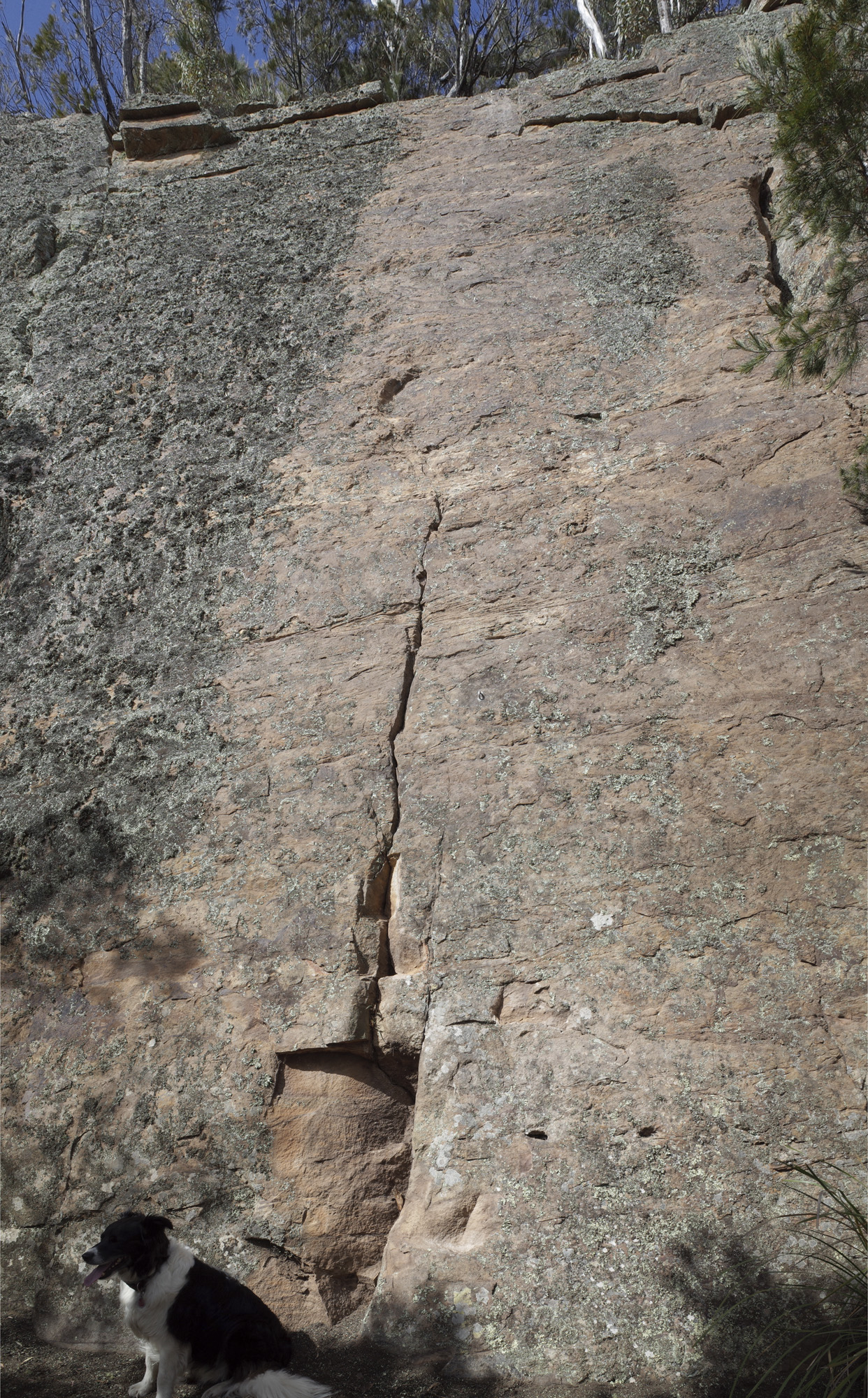 Buddy's Slabs
