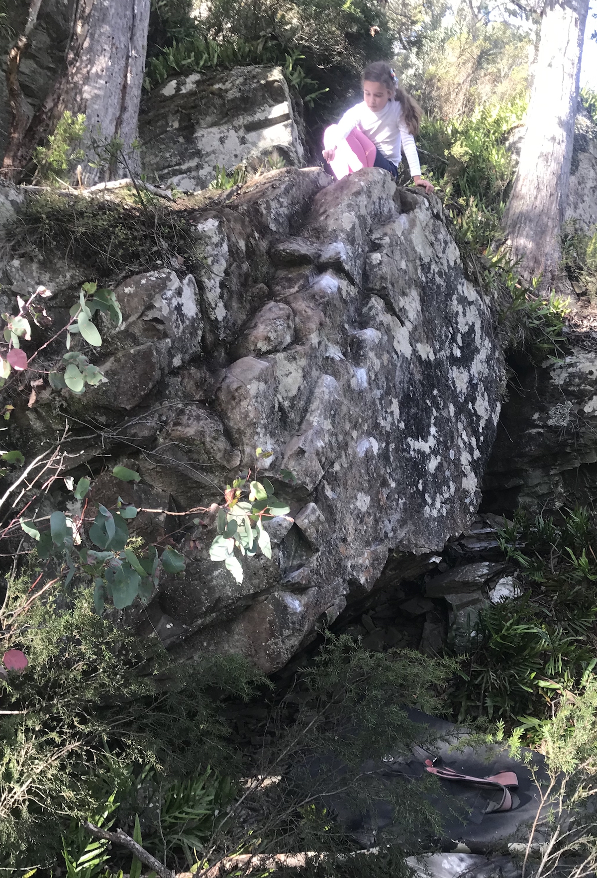 fernBoulder.jpg