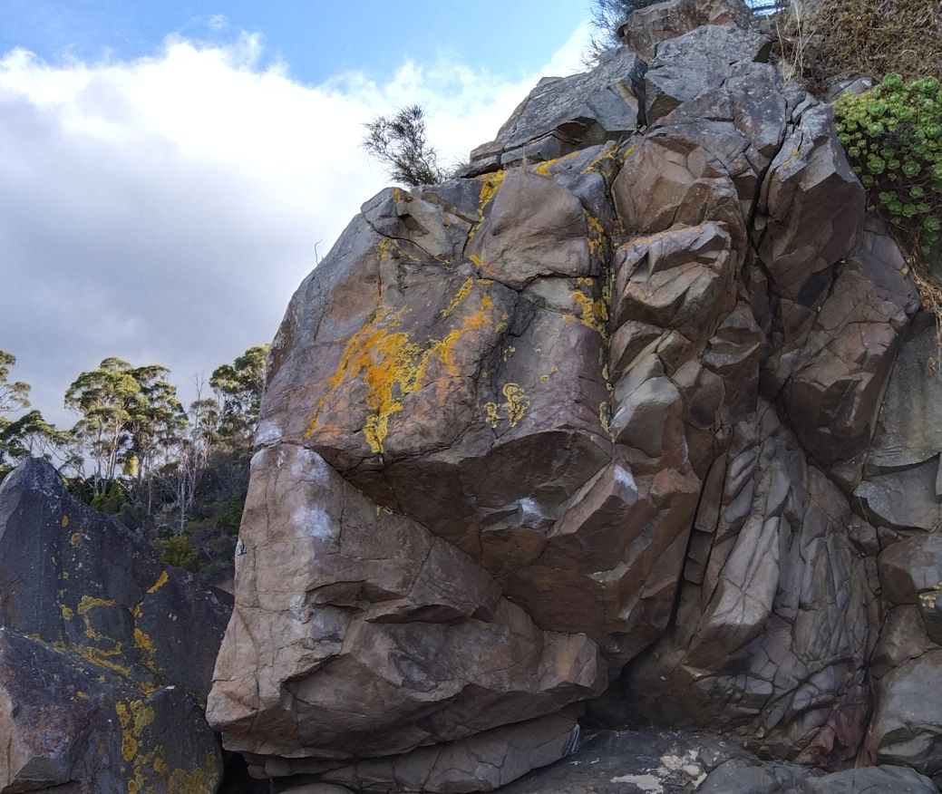 Boronia pt 4.jpg
