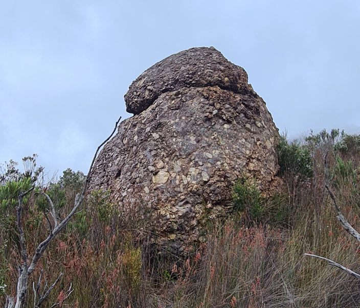 Mushroom Top.PNG