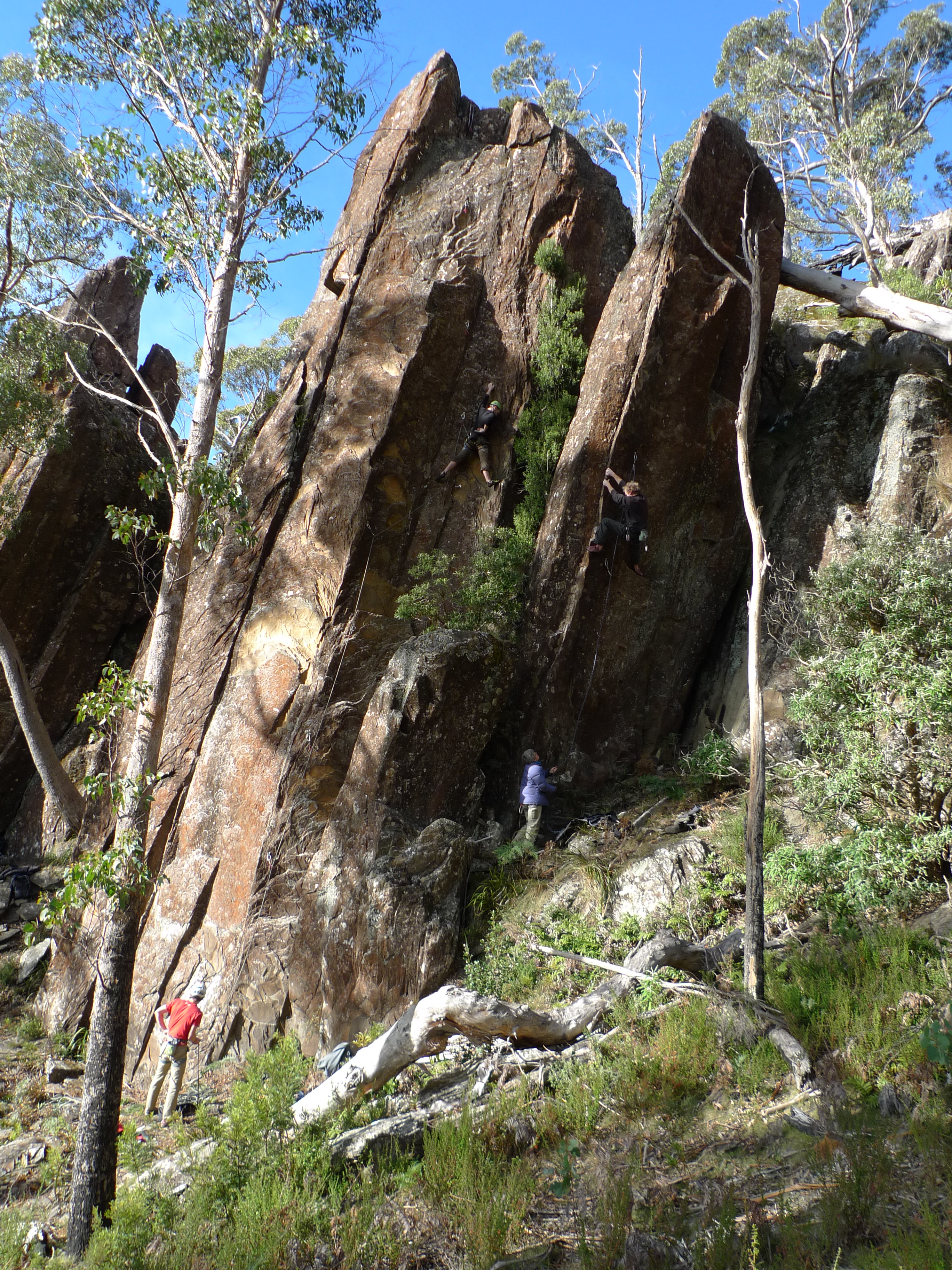 Caramel Slice Buttress RHS